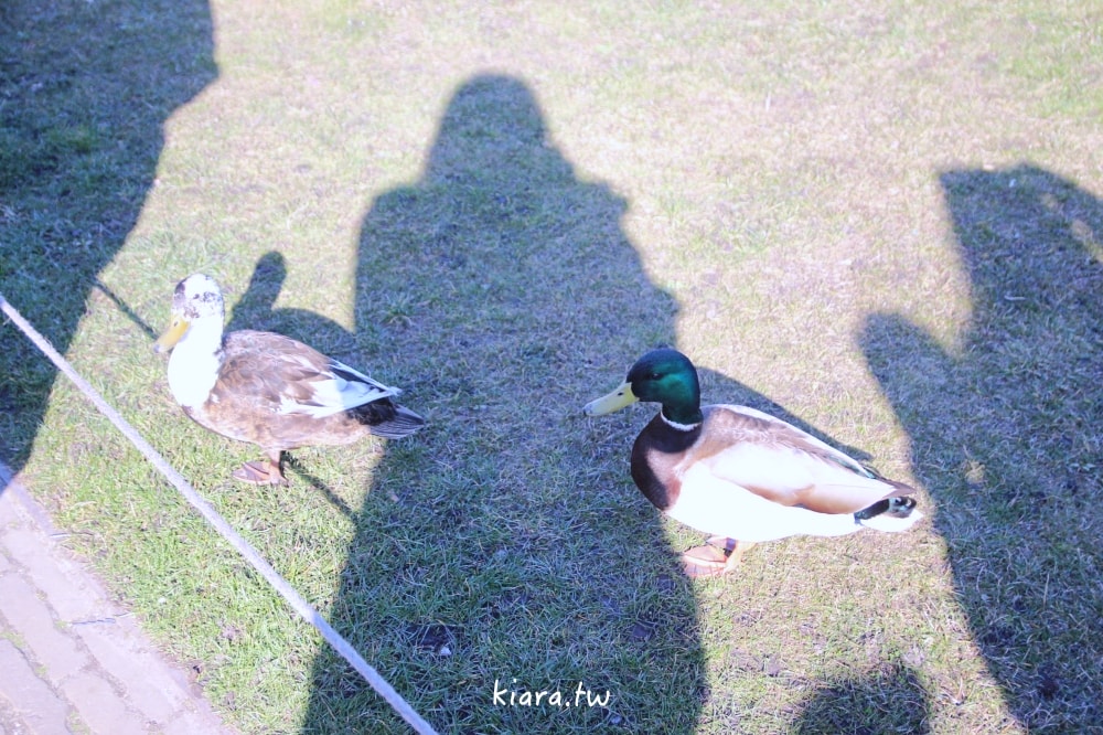 【荷蘭桑斯安斯風車村Zaanse Schans攻略】交通方式、景點行程安排，必拍童話小鎮風車、起司工坊、木鞋博物館！