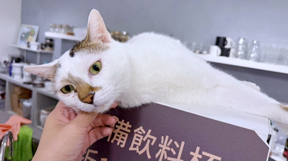 【台北咖啡廳推薦】珈啡部 Coffee & Co.｜隱身中山區的極簡工業風，必點「蝸牛毛巾卷」，寵物友善、不限時咖啡廳