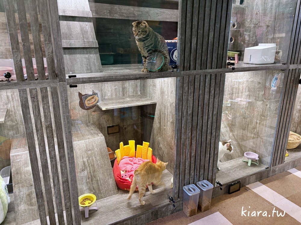 【台北/新北貓旅館推薦】MaAh喵品行旅開箱｜貓咪住宿的安心選擇