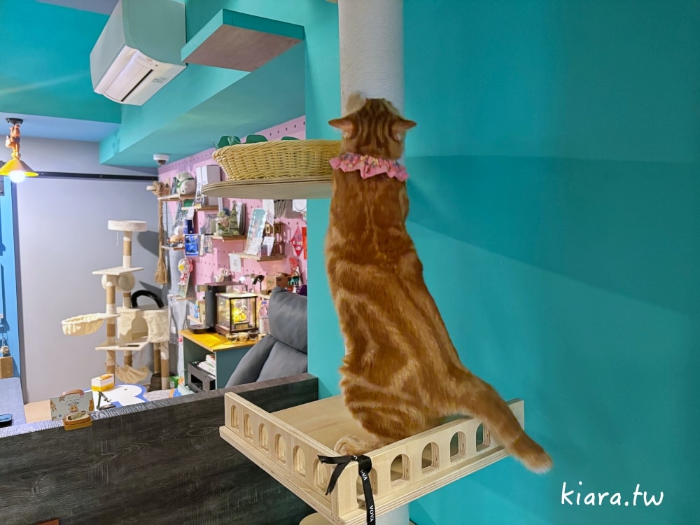 【台北/新北貓旅館推薦】MaAh喵品行旅開箱｜貓咪住宿的安心選擇