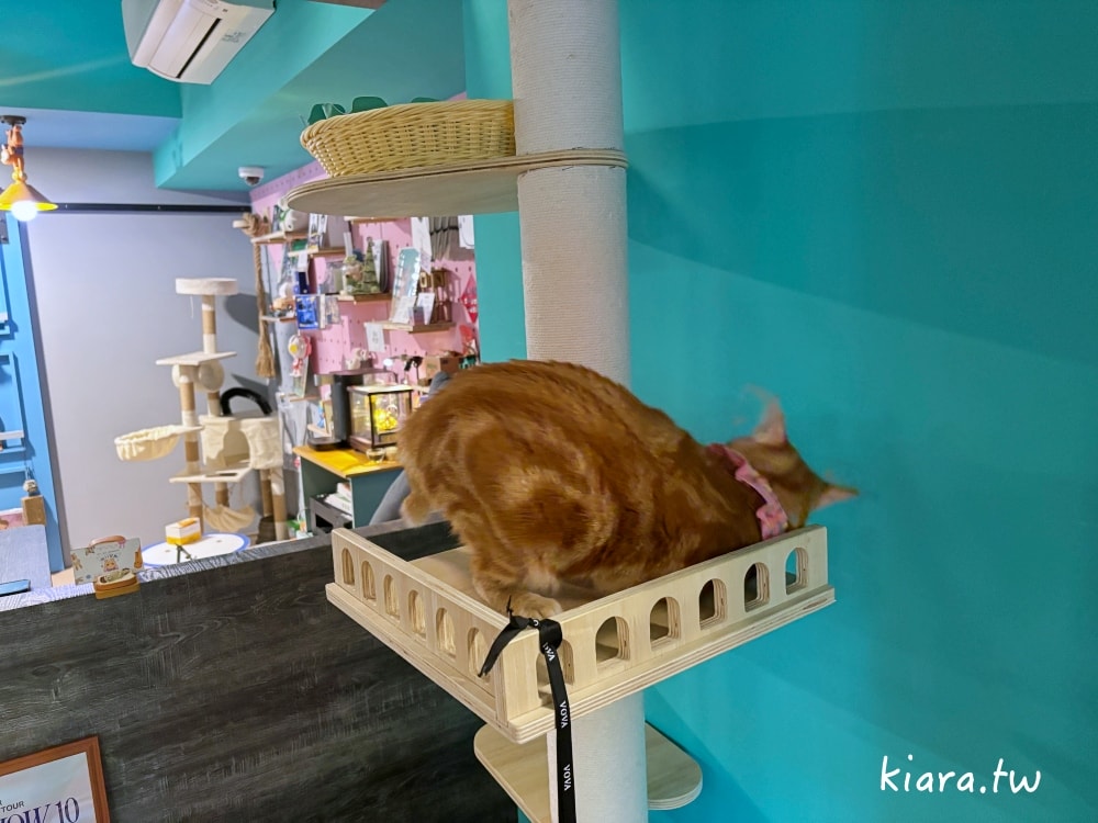 【台北/新北貓旅館推薦】MaAh喵品行旅開箱｜貓咪住宿的安心選擇