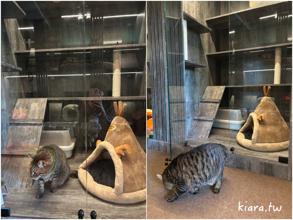 【台北/新北貓旅館推薦】MaAh喵品行旅開箱｜貓咪住宿的安心選擇