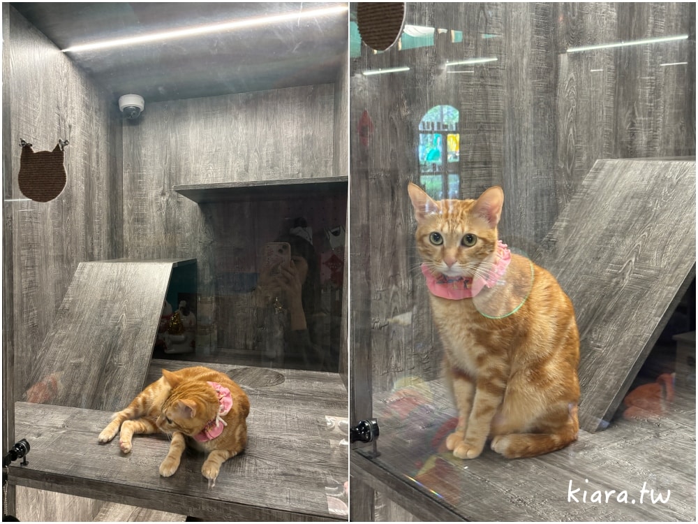 【台北/新北貓旅館推薦】MaAh喵品行旅開箱｜貓咪住宿的安心選擇
